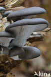 Gewone oesterzwam (Pleurotus ostreatus)