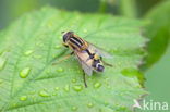 Striped Hoverfly (Helophilus pendulus)