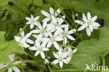 Common star of Bethlehem (Ornithogalum umbellatum)