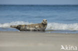 Gewone zeehond (Phoca vitulina)