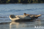 Common Seal (Phoca vitulina)