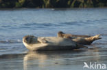 Gewone zeehond (Phoca vitulina)