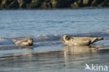 Gewone zeehond (Phoca vitulina)