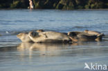 Common Seal (Phoca vitulina)