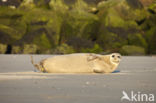 Gewone zeehond (Phoca vitulina)