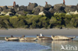 Common Seal (Phoca vitulina)