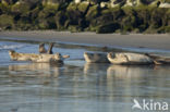 Common Seal (Phoca vitulina)