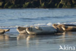 Gewone zeehond (Phoca vitulina)