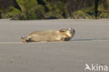 Common Seal (Phoca vitulina)