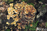 Sulphur tuft (Hypholoma fasciculare)