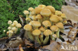 Sulphur tuft (Hypholoma fasciculare)