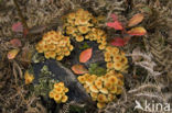 Sulphur tuft (Hypholoma fasciculare)