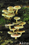 Sulphur tuft (Hypholoma fasciculare)