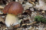 King Bolete (Boletus edulis)