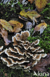 Gewoon elfenbankje (Trametes versicolor)