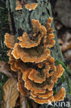 Gewoon elfenbankje (Trametes versicolor)