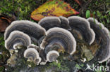 Gewoon elfenbankje (Trametes versicolor)