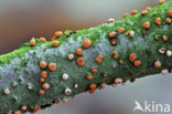 Nectria cinnabarina