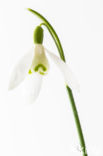 Common Snowdrop (Galanthus nivalis)