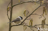 Glanskop (Parus palustris)