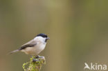 Glanskop (Parus palustris)