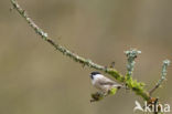 Glanskop (Parus palustris)