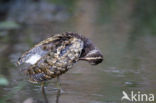 Greater Painted-snipe (Rostratula benghalensis)