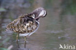 Greater Painted-snipe (Rostratula benghalensis)
