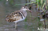 Goudsnip (Rostratula benghalensis)