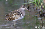 Goudsnip (Rostratula benghalensis)