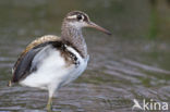 Greater Painted-snipe (Rostratula benghalensis)