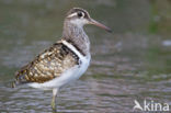 Goudsnip (Rostratula benghalensis)