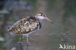 Greater Painted-snipe (Rostratula benghalensis)