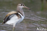 Goudsnip (Rostratula benghalensis)