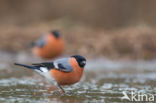 Eurasian Bullfinch (Pyrrhula pyrrhula)