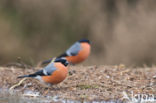 Eurasian Bullfinch (Pyrrhula pyrrhula)