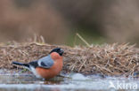 Eurasian Bullfinch (Pyrrhula pyrrhula)