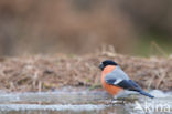 Eurasian Bullfinch (Pyrrhula pyrrhula)