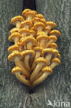 Goudvliesbundelzwam (Pholiota aurivella)