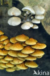 Goudvliesbundelzwam (Pholiota aurivella)