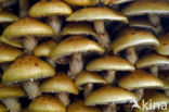 Goudvliesbundelzwam (Pholiota aurivella)