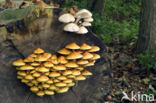 Goudvliesbundelzwam (Pholiota aurivella)