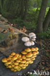 Goudvliesbundelzwam (Pholiota aurivella)