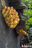 Goudvliesbundelzwam (Pholiota aurivella)