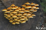 Goudvliesbundelzwam (Pholiota aurivella)