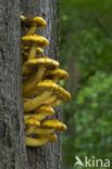 Goudvliesbundelzwam (Pholiota aurivella)