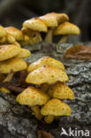 Goudvliesbundelzwam (Pholiota aurivella)