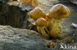 Goudvliesbundelzwam (Pholiota aurivella)