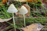 Yellowleg bonnet (Mycena epipterygia)