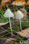 Yellowleg bonnet (Mycena epipterygia)